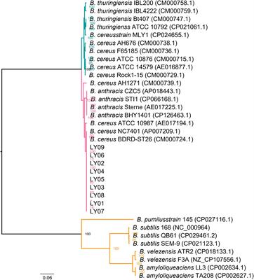 Genomic characterization of Bacillus cereus isolated from food poisoning cases revealed the mechanism of toxin production